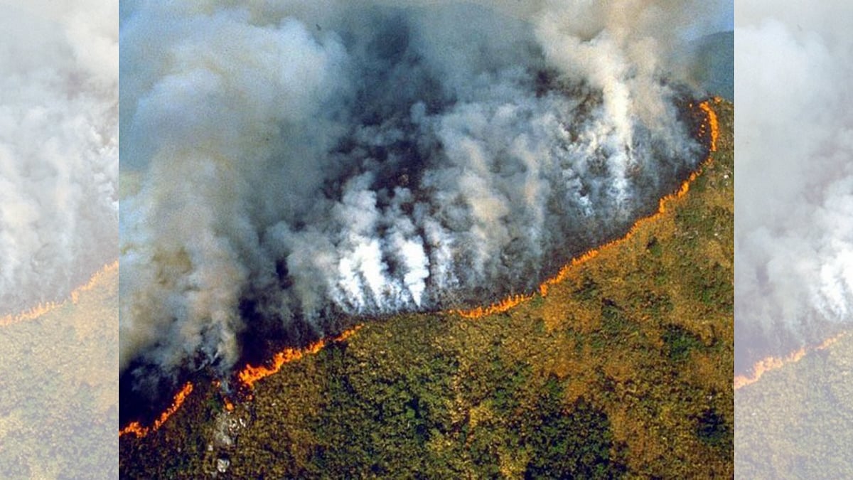 The Amazon forest in Brazil accounts for 20% of the oxygen on in the Earth’s atmosphere.