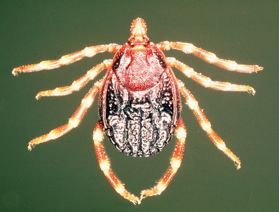 Ticks are both “environmental reservoir” and vector for the Congo virus, carrying it from wild animals to domestic animals and humans.&nbsp;