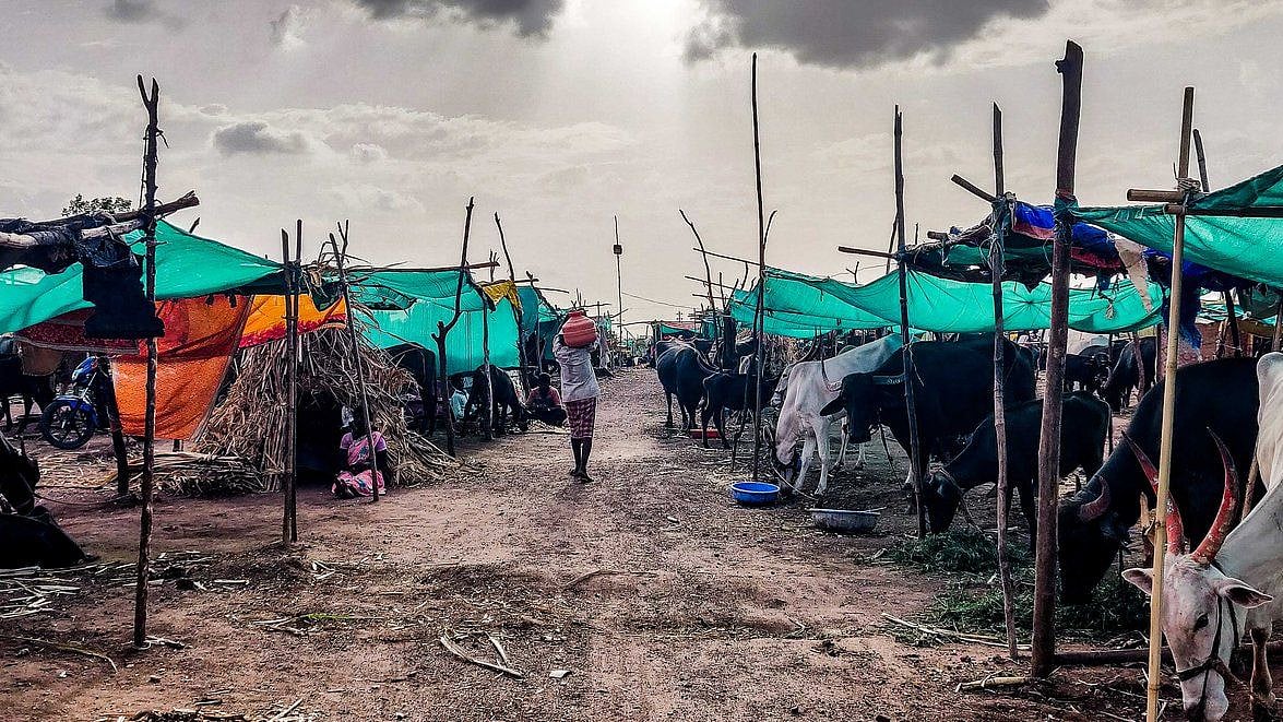 Villages in Sangole taluka of Maharashtra’s Solapur district are brimming with stories of how the old cyclical pattern of good rainfall and dry spells has been broken.