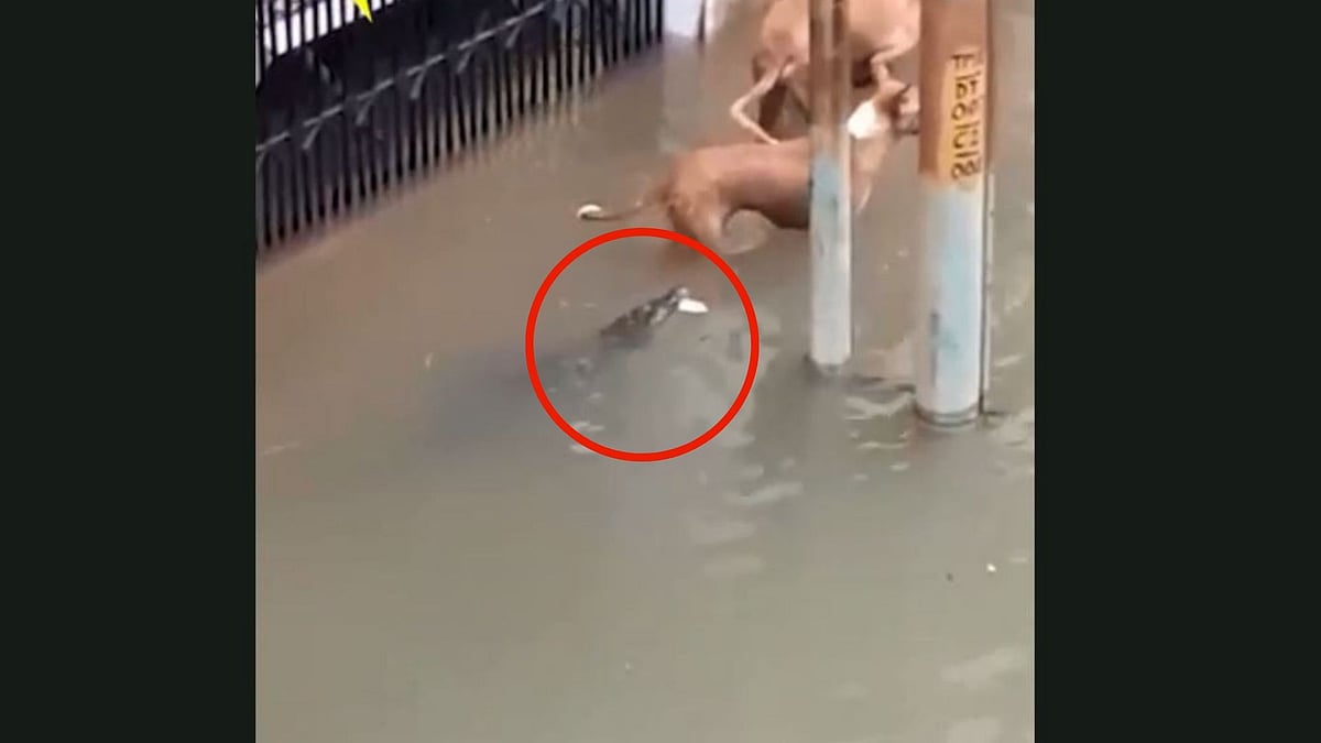 The crocodile tries to snap at a dog.