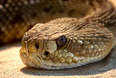Snake. (Photo: IANS)