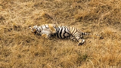 Ranthambore (Rajasthan): Tigress Krishna (T-19) scooting in the grassland and looking right into the lens. (Photo: Kushagra Dixit/IANS)