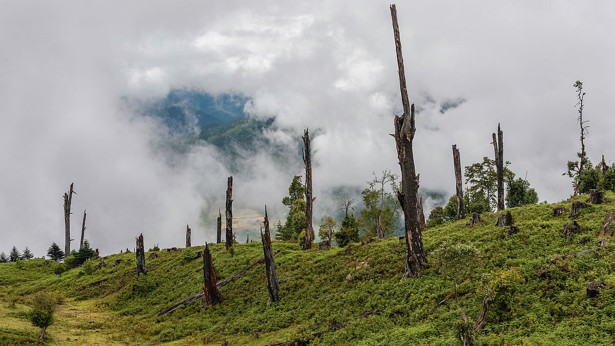 <div class="paragraphs"><p>Deforestation is responsible for 15% of global carbon emissions.</p></div>