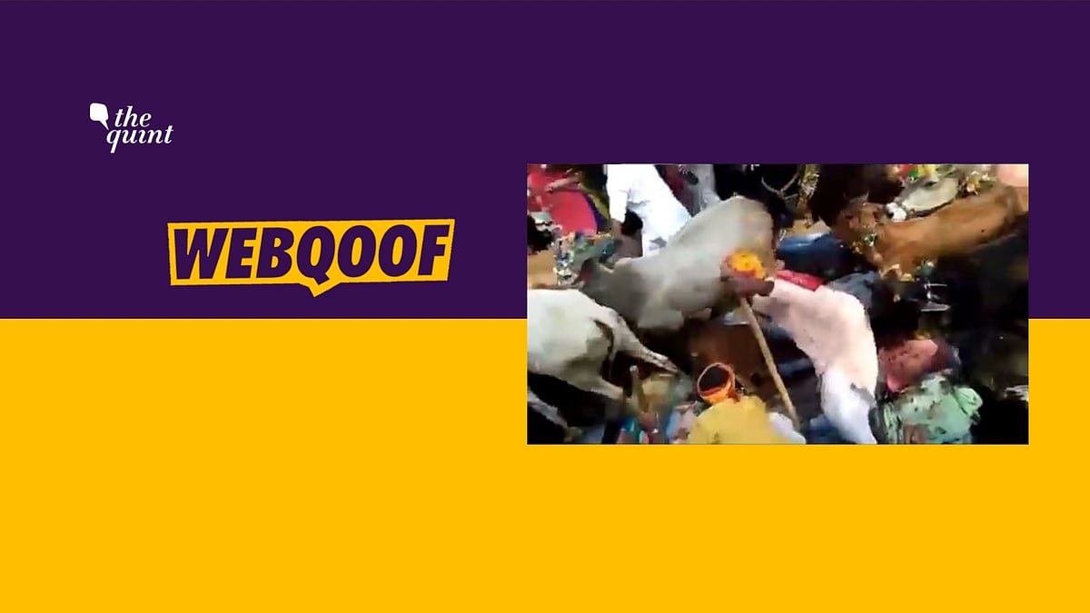The video is from Madhya Pradesh’s Ujjain where people let cows run over them as part of a Diwali ritual.