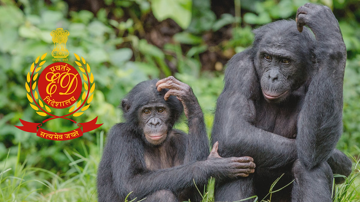 Three chimpanzees and four marmoset monkeys have been “provisionally attached” in an investigation by the Enforcement Directorate. Representational image.