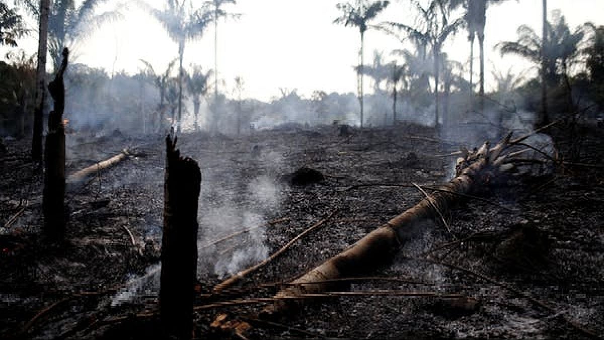 Plants can survive fire and also can use the experience of being burned to prepare themselves for future fires.