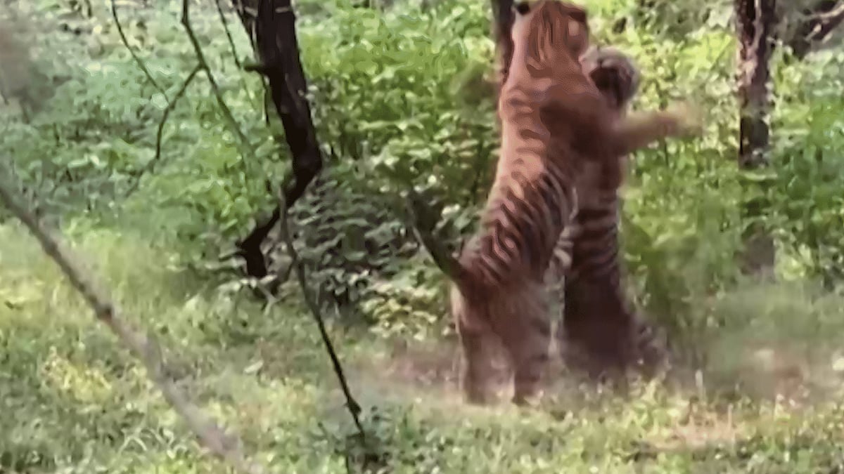 In a viral video, two tigers can be seen roaring and attacking each other over a tigress at Ranthambore Tiger Reserve.