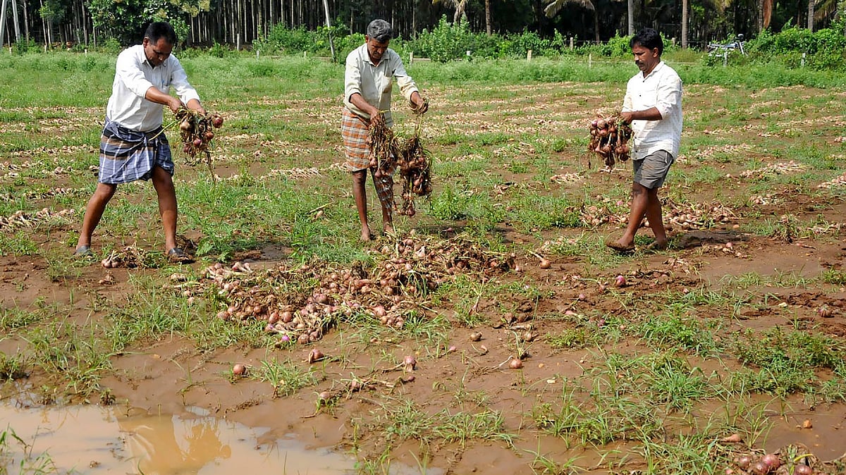 The prices of onions have been on a rise since August and reached its highest this year.