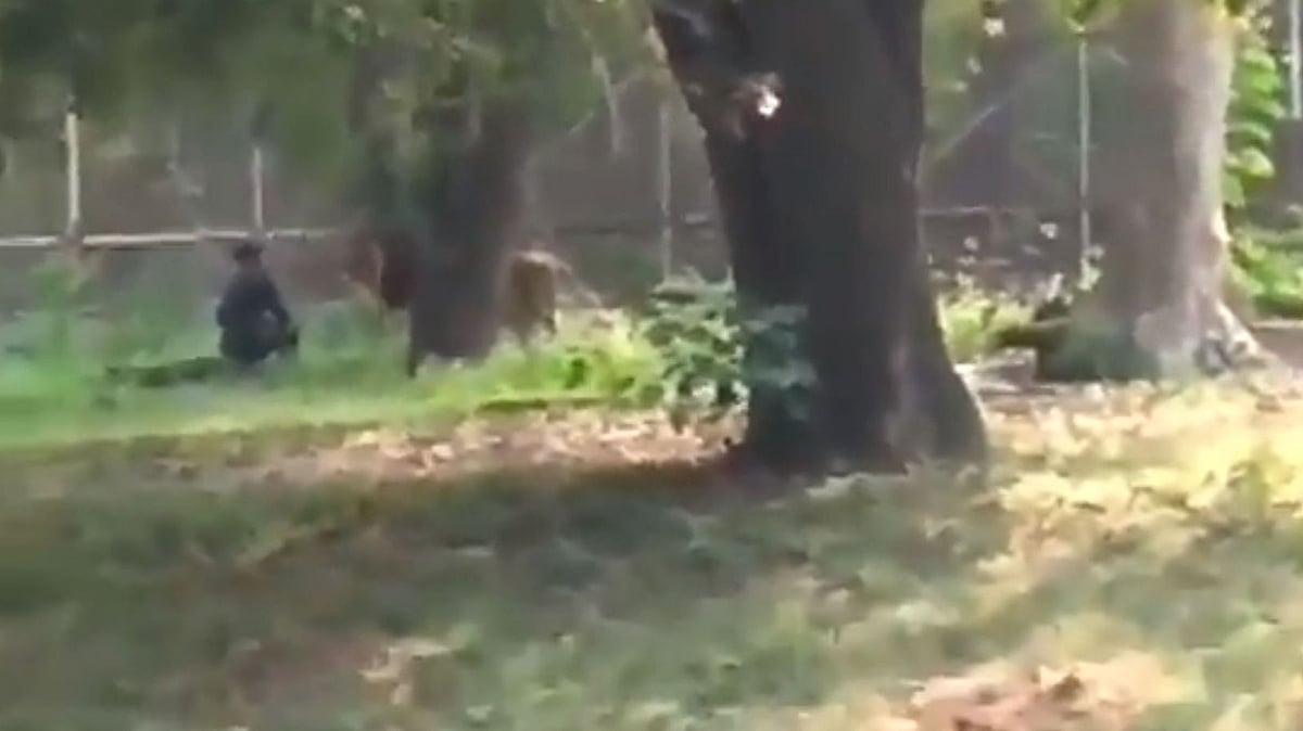 Rehan Khan said, “I have come to die, don’t rescue me” when the staff arrived to rescue him and ran towards the lion.