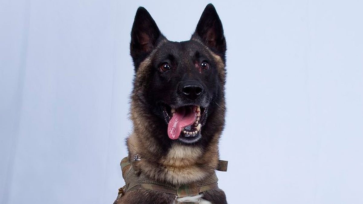 President Donald Trump on Monday outed a military working dog that tracked down the head of the Islamic State.