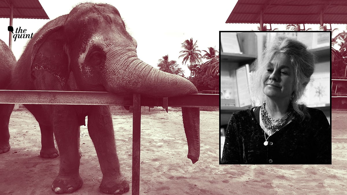Bradshaw, a trans-species psychologist, strongly condemned the violence against the three elephants who were assaulted.