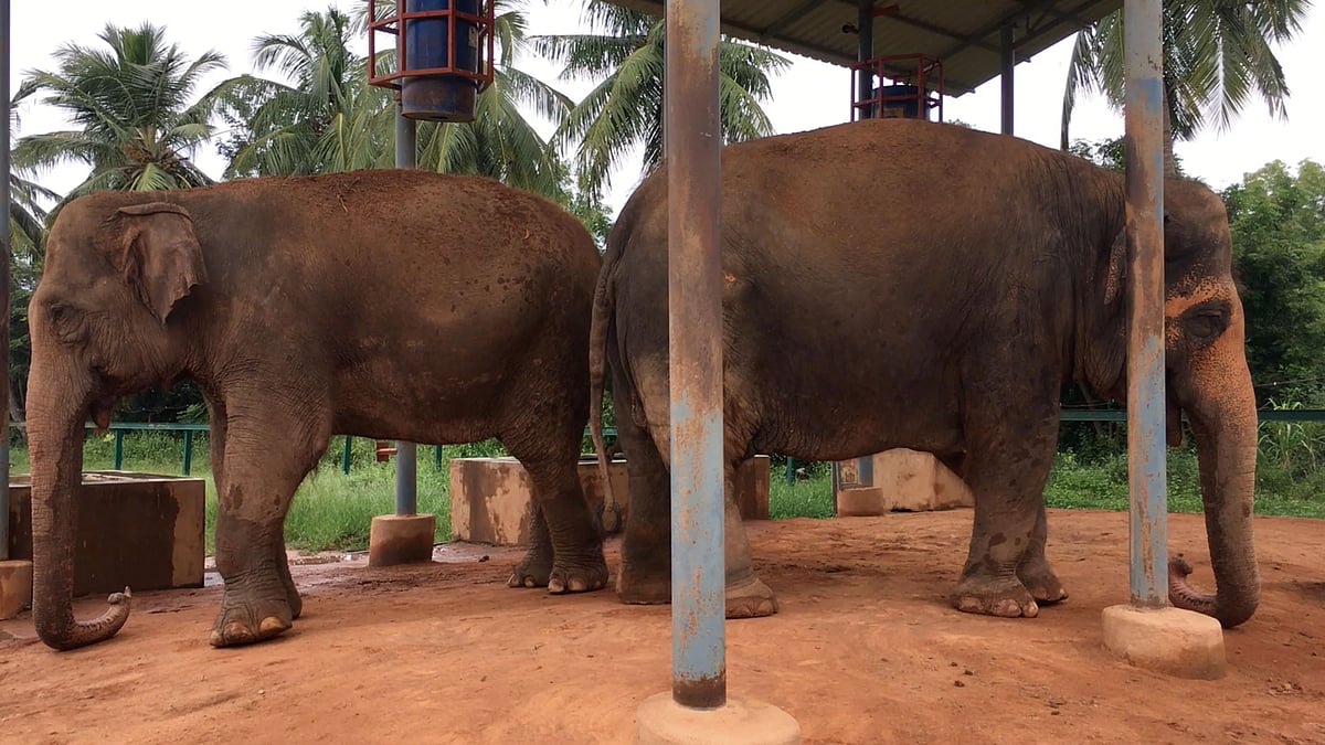 Does a chain-free facility for elephants have to be in violation of the captive elephants’ guidelines? 
