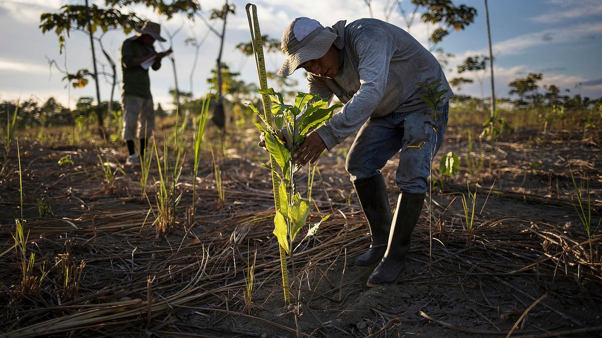 Destruction of the forests can be swift. Regrowth is much, much slower.