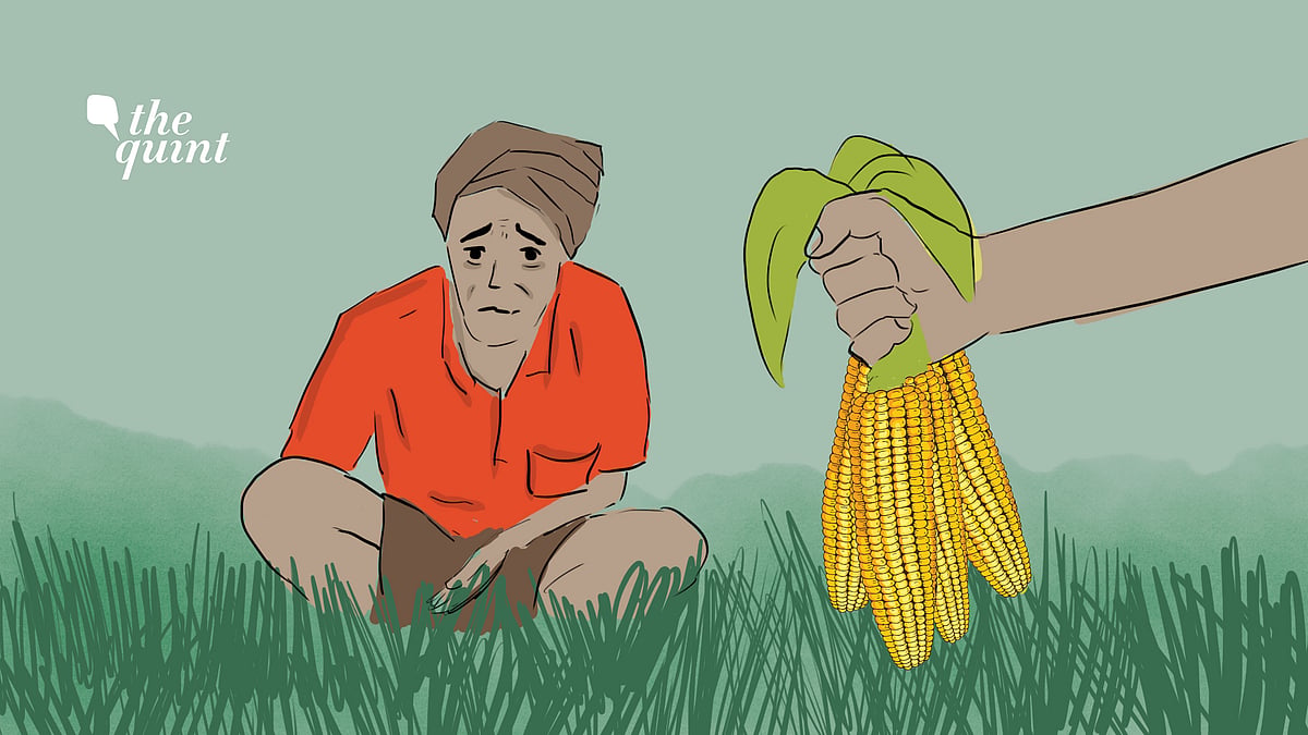 Forcing farmers in Punjab and Haryana to switch from rice to maize to curb pollution has its own set of challenges.