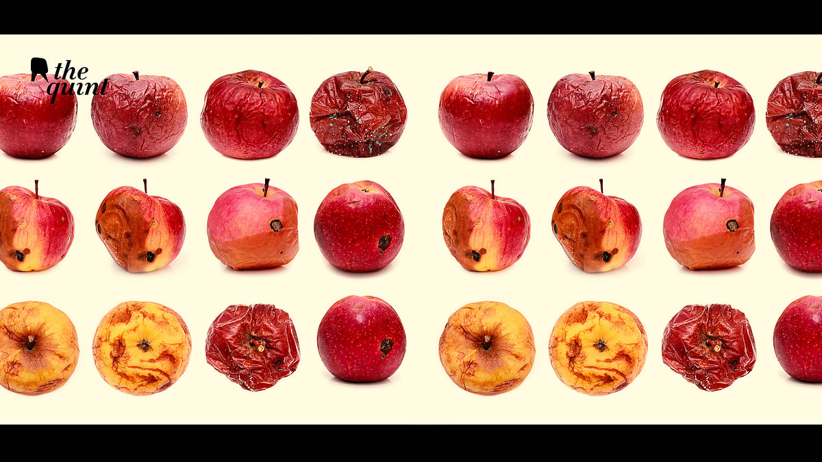 Image of rotting apples used for representational purposes.