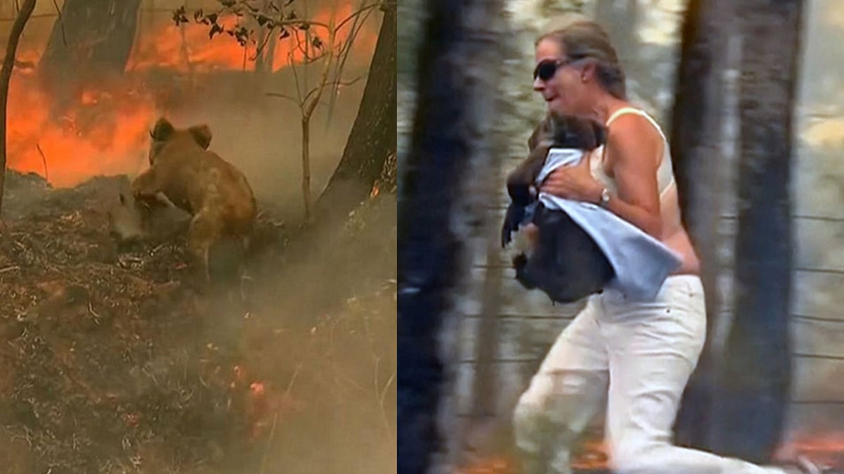 Wildfires Trap Koala, Good Samaritan Comes To Rescue