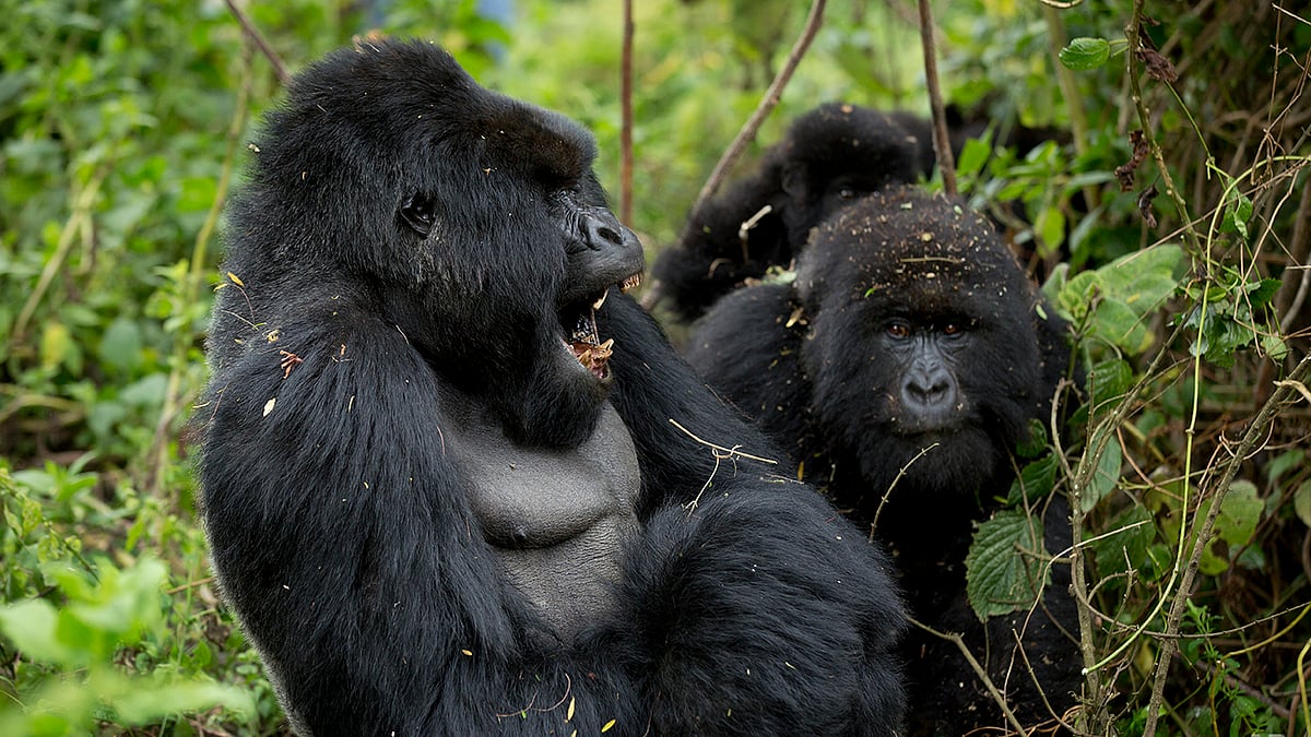 A male mountain gorilla in Rwanda.