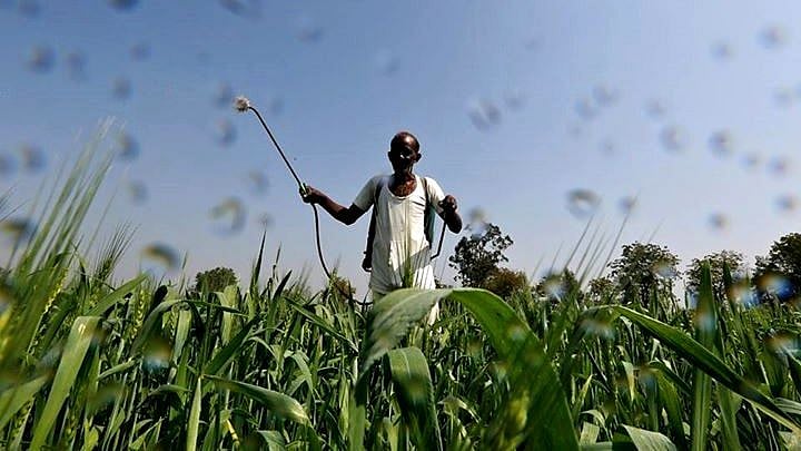 A farmer sprays a mixture of fertiliser and pesticide onto his wheat crop on the outskirts of Ahmedabad. Image used for representational purposes.