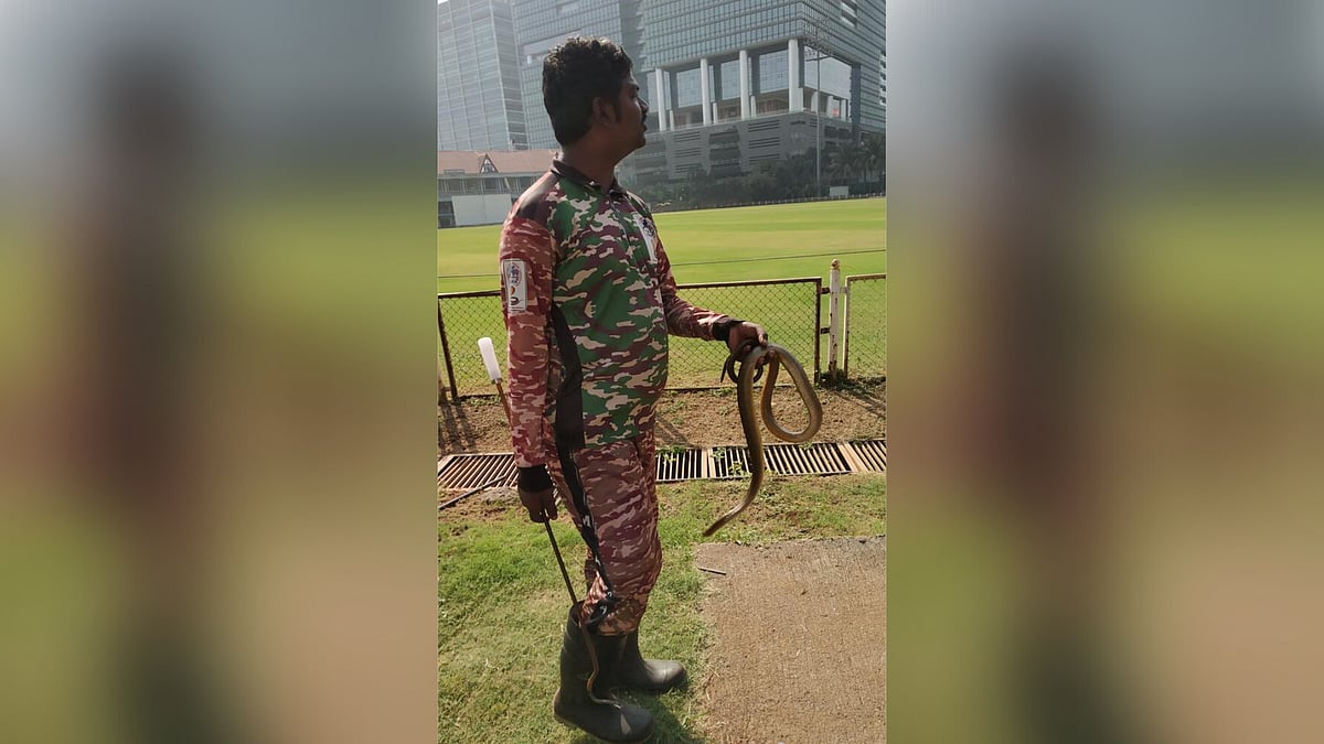 The Ranji Trophy match between Mumbai and Karnataka was stopped twice due to snakes in the ground.