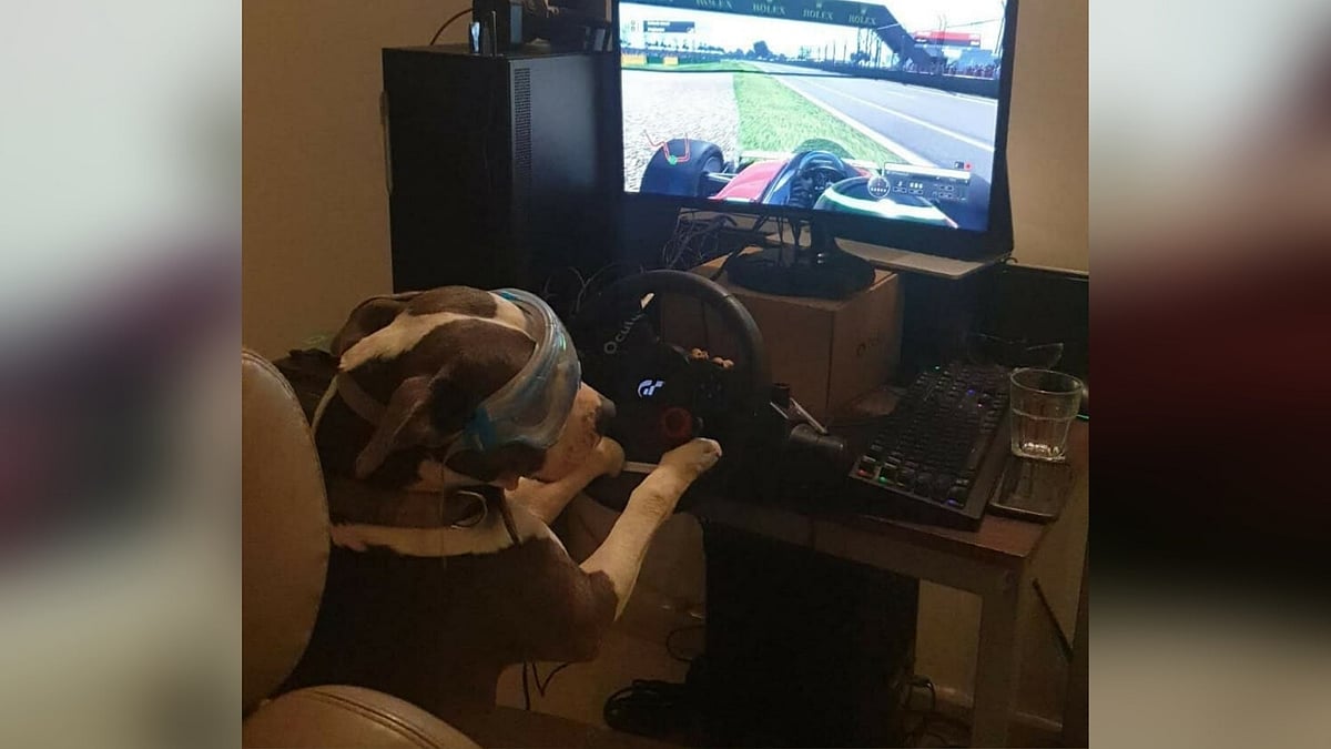 A pit bull Logan who was once abandoned and was covered with bruises has now been featured on F1’s official page.