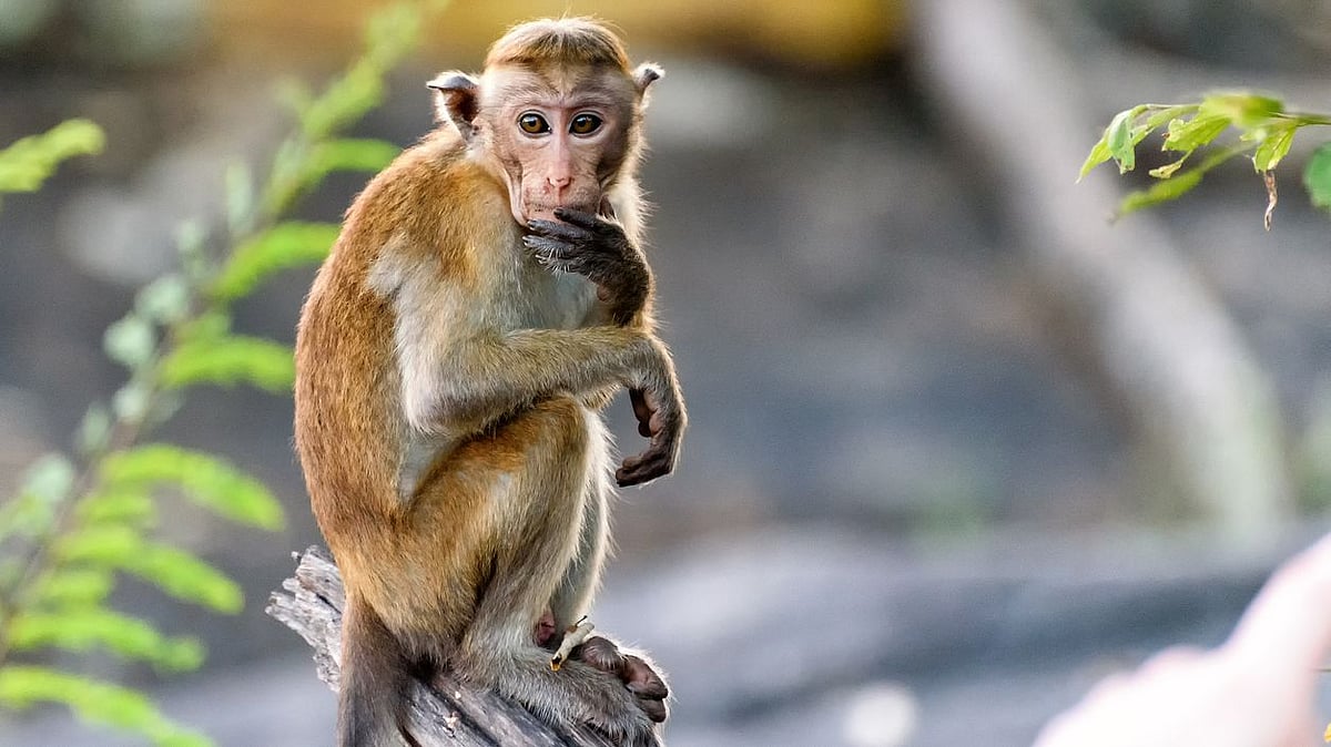 <div class="paragraphs"><p>China recorded the first case of Monkey B virus (BV) after a 53-year-old Beijing-based veterinarian was infected.</p></div>