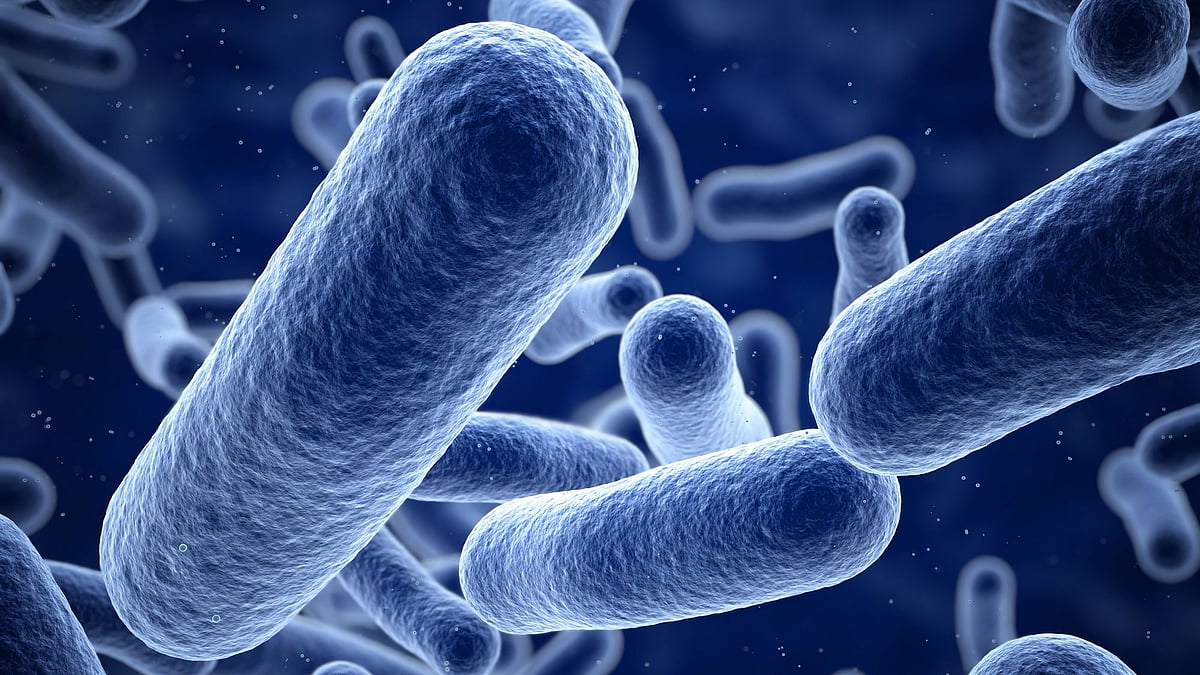 <div class="paragraphs"><p>The gut health impact of severe COVID-19 could last longer than previously believed. </p></div>