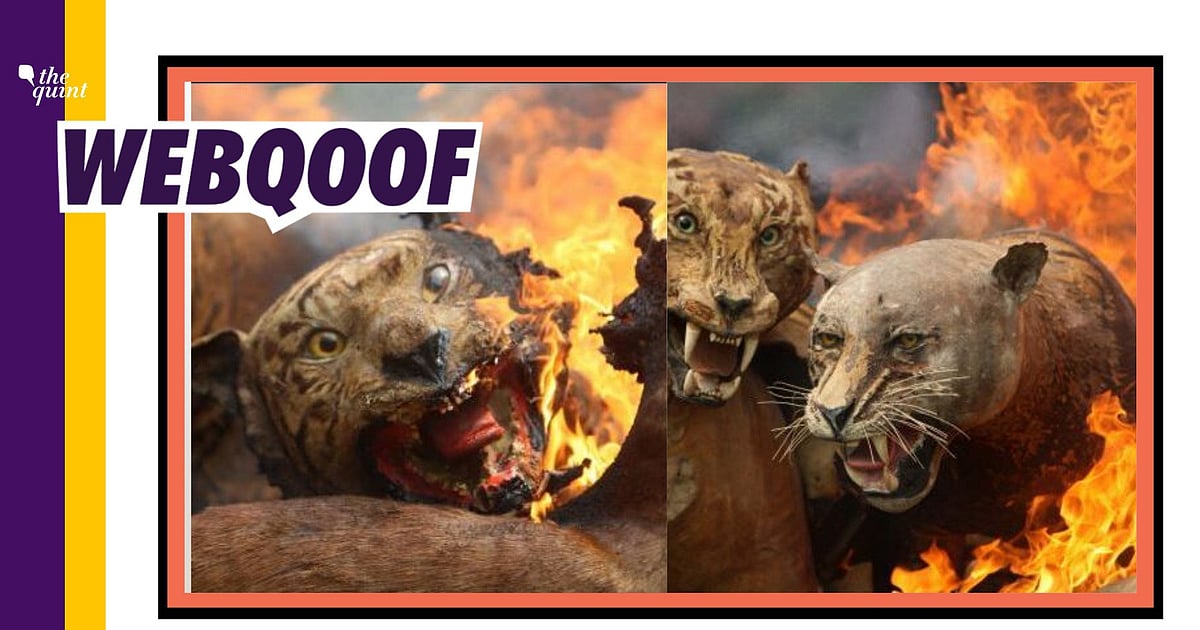 Image accompanying Photos of animals killed in current Australian bushfires