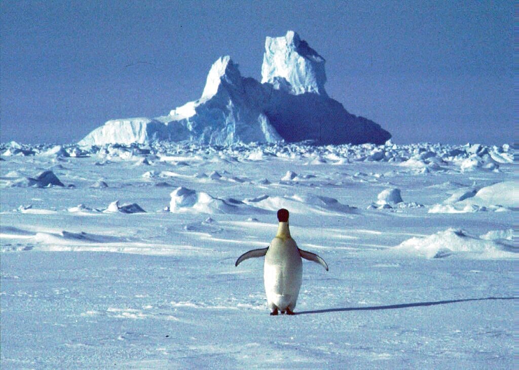 In this undated file photo, a lonely penguin walks in Antarctica during the southern hemisphere’s summer season.&nbsp;