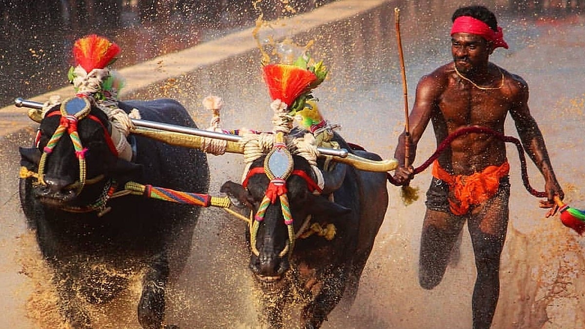 Srinivasa Gowda of Moodabidri recently set a new record as the fastest runner in the history of Kambala Jockey, a traditional sport of the coastal region.