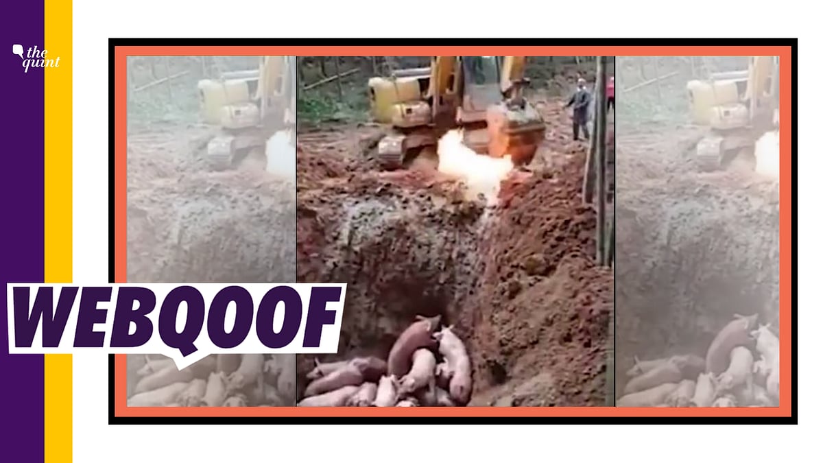 A video of pigs being dumped and burned in a pit has been shared with the claim that the Chinese government is “destroying” pigs to control some sickness which could be coronavirus.