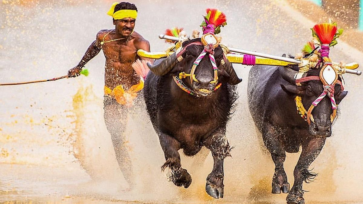 Srinivasa Gowda of Moodabidri recently set a new record as the fastest runner in the history of Kambala Jockey, a traditional sport of the coastal region. 