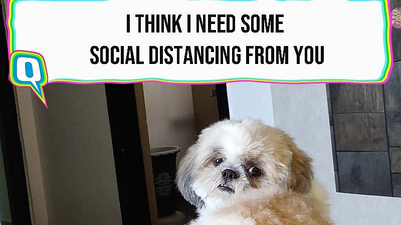My work from home life through the eyes of my dogs.