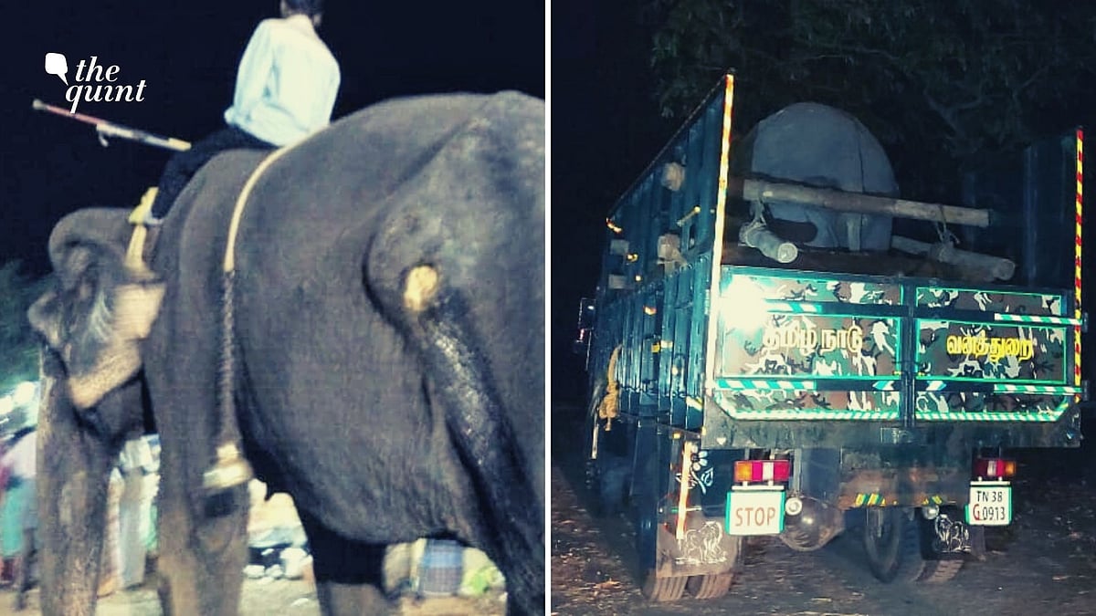 Jamela, the rescued elephant.&nbsp;