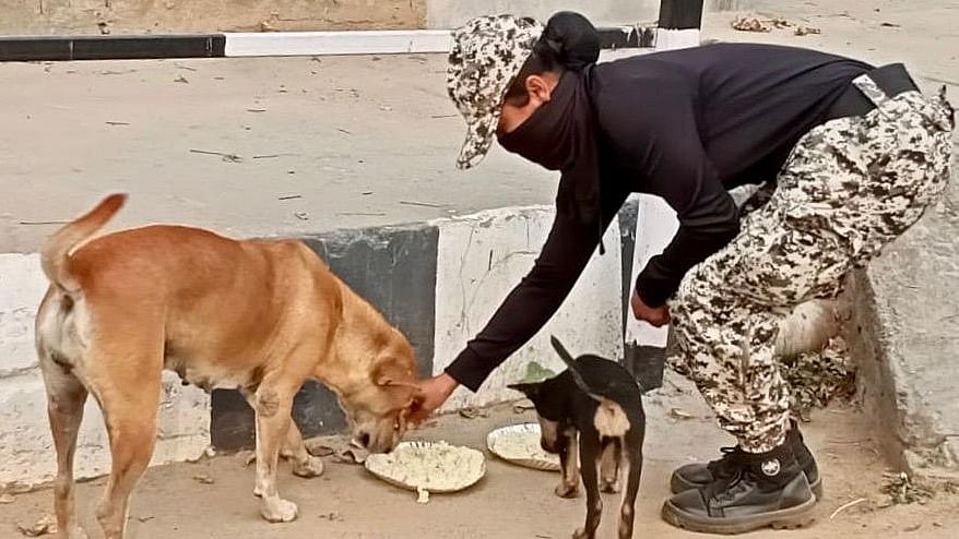 Good samaritans have taken it upon themselves to feed stray animals amid the global lockdown.