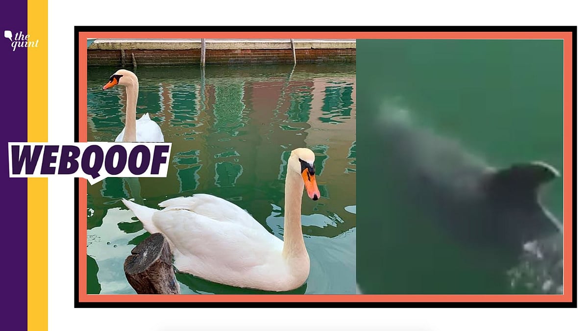 Italy has been under a lockdown for almost four weeks due to the steep increase in the cases of coronavirus. Now a few pictures are being circulated on social media which show dolphins swimming in clear water and swans returning to Venetian canals.