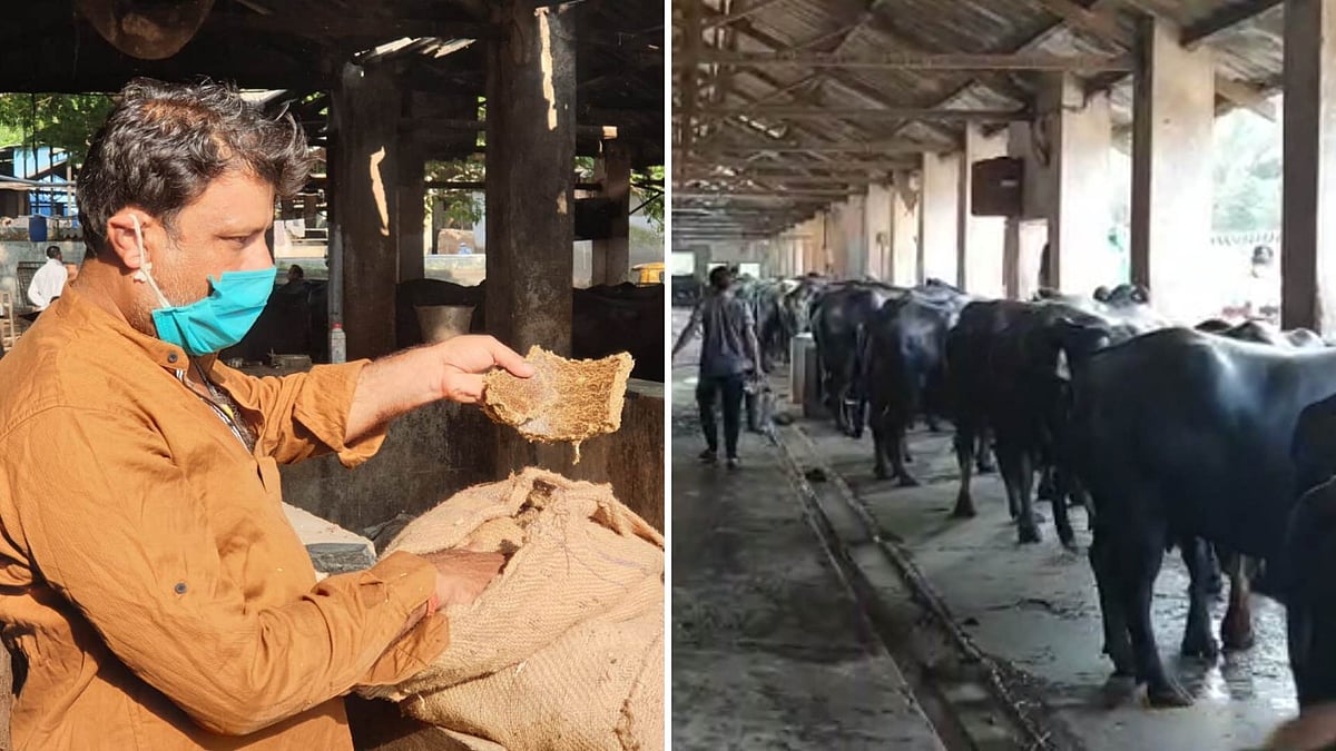 Dairy farmer Sunil Mishra inspects cattle feed.