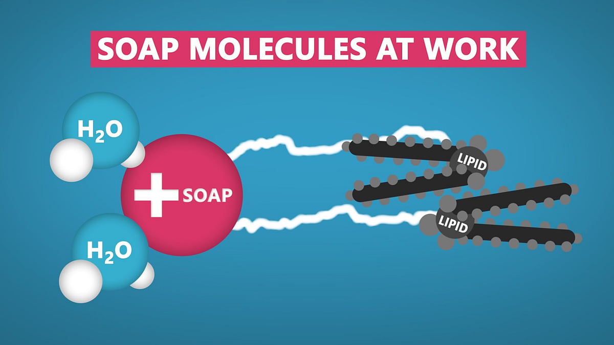 A soap molecule. 