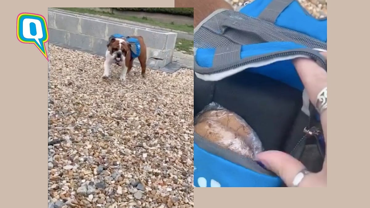 This little doggo is goals.