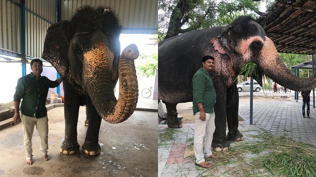 Private elephant owners across the country have appealed for government intervention to help maintain their elephants as the coronavirus pandemic has crippled their sources of income.