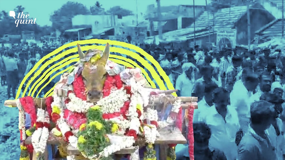 3000 booked in Madurai for violating Section 144 and holding a funeral procession for a jallikattu-cum-temple bull.