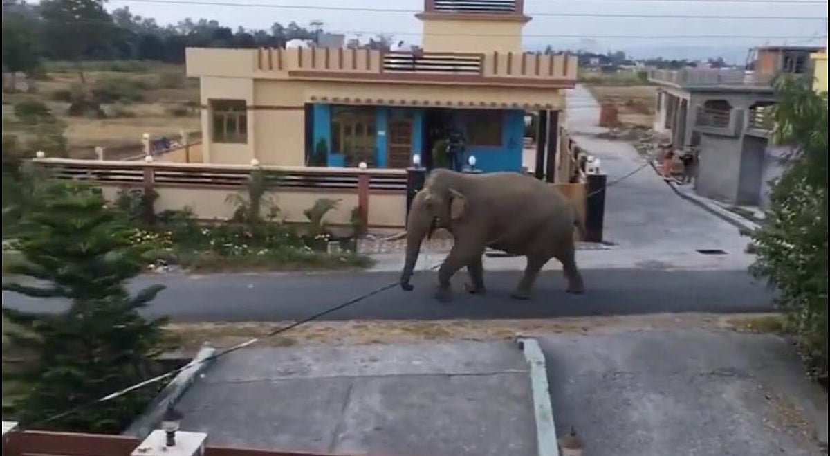 Animals enjoy the streets while humans stay at home