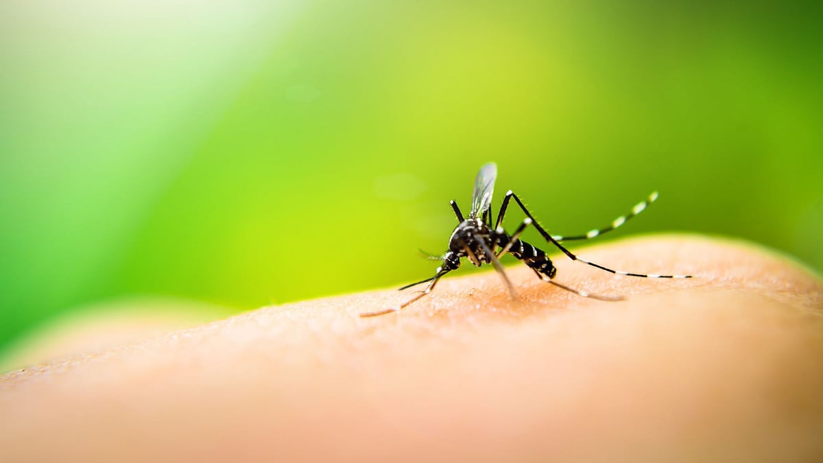 India had 2.6 million fewer malaria cases in 2018, according to the World Malaria Report 2019.