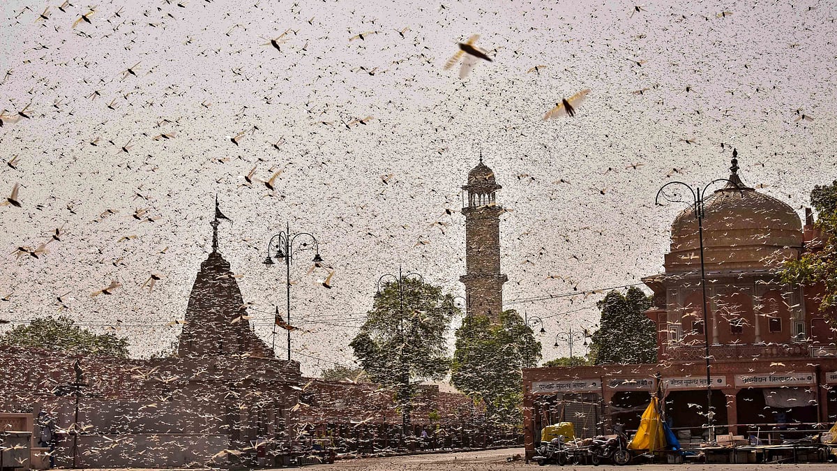 Swarms of locust were seen in the walled city of Jaipur on Monday, 25 May.