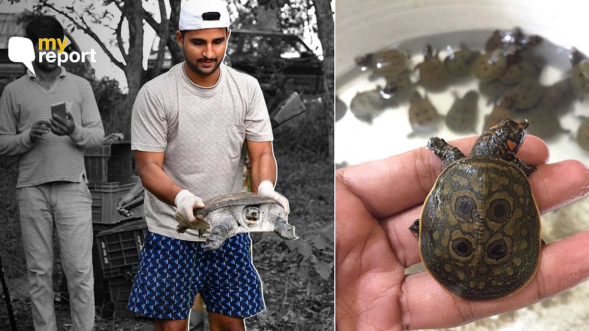 The Black soft-shell turtle is among the world’s most endangered turtle species of world.
