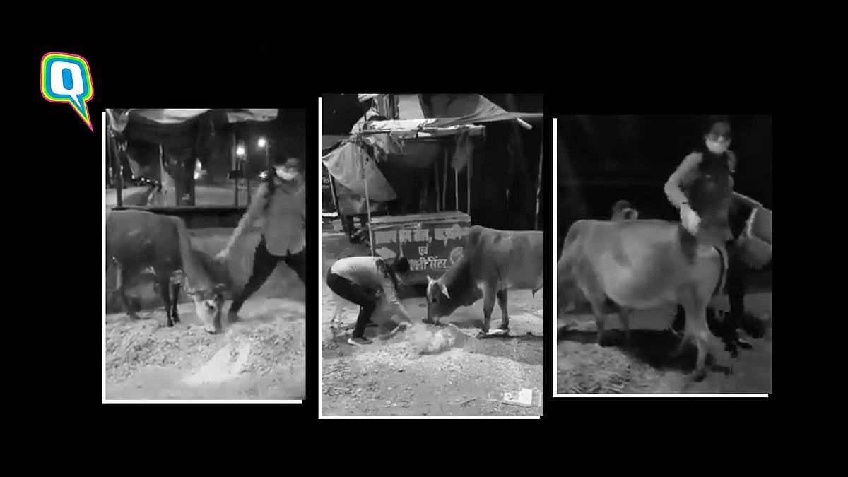 Kasturi Ballal feeds stray cattle in Raipur.