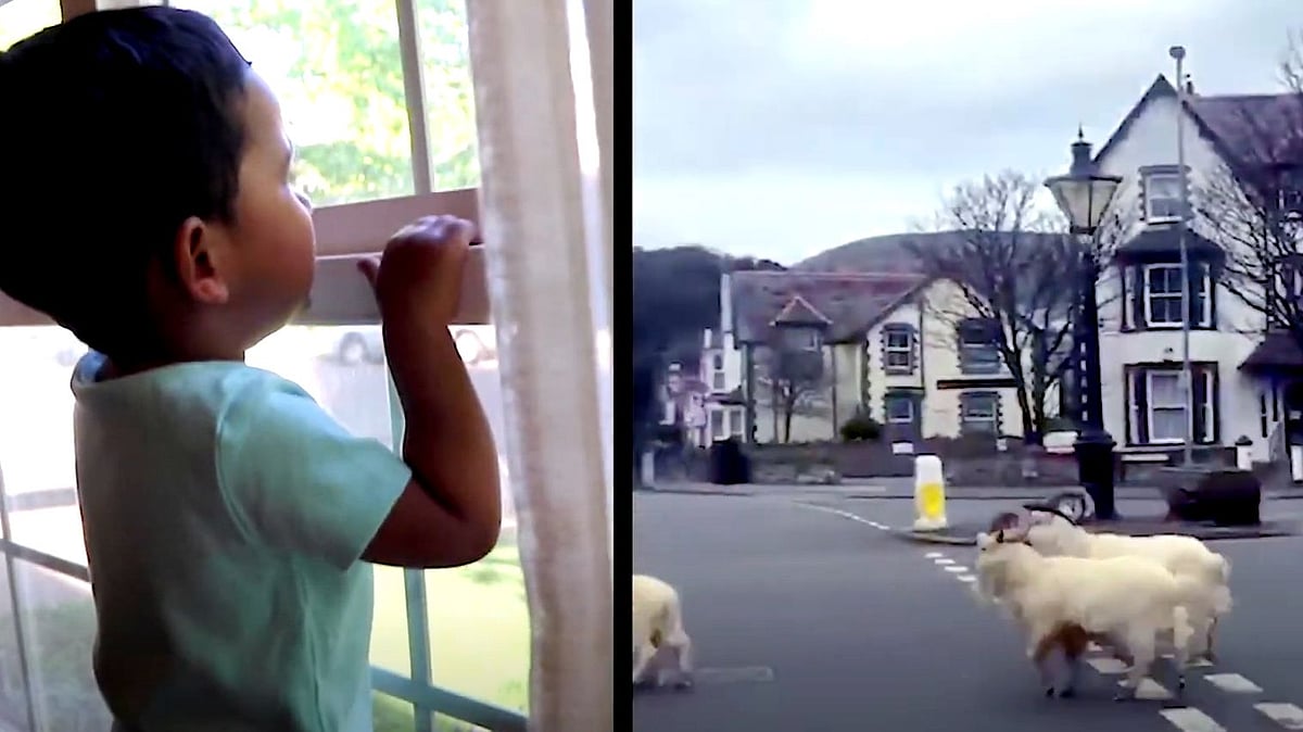 WWF releases video pleading for animals and humans to co-exist.