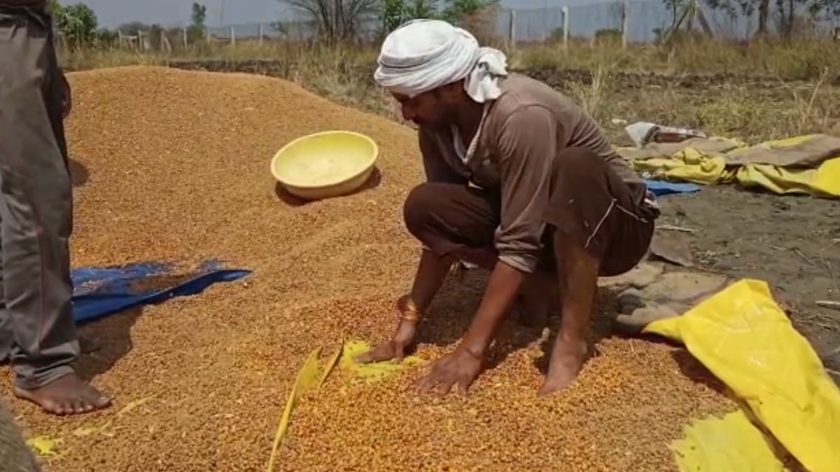 Thousands of quintals of crops rotted due to rain caused by Cyclone Nisarga in Madhya Pradesh