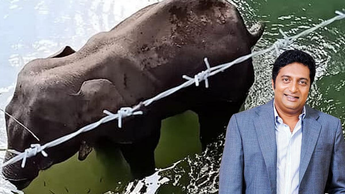 “I am disgusted. It is painful. I feel helpless. There is a simmering anger,” Actor Prakash Raj speaks on the brutal killing of a pregnant elephant in Palakkad, Kerala.