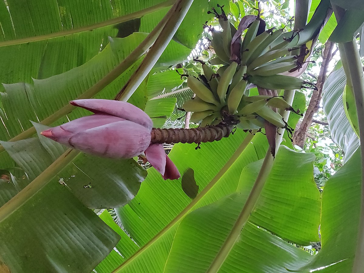 Whether raw, ripe or even over ripe, there is always some dish a banana can go into!