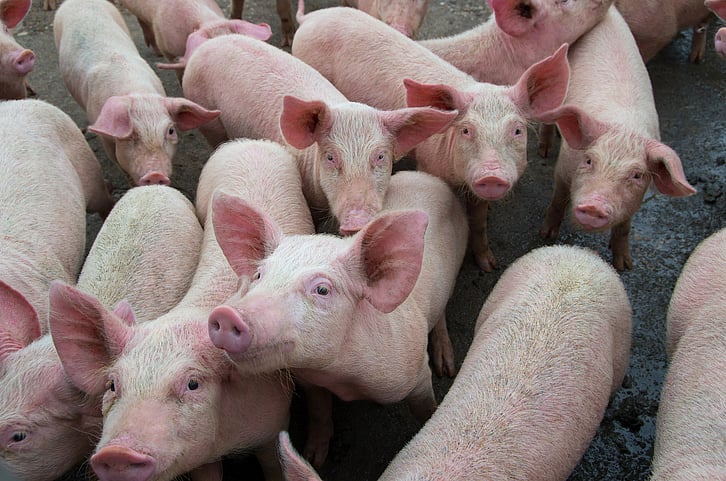 A new strain of swine flu that is capable of becoming a pandemic has been identified by researchers in China.